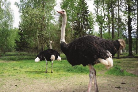 Strauß - Jagd & Wildpark NORDMANN