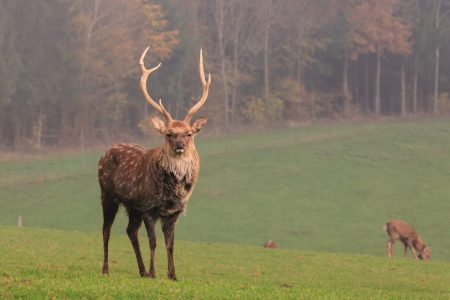 Sikahirsch - Jagd & Wildpark NORDMANN