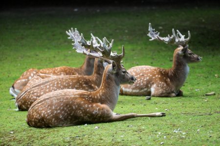 Damhirsche - Wildpark Nordmann