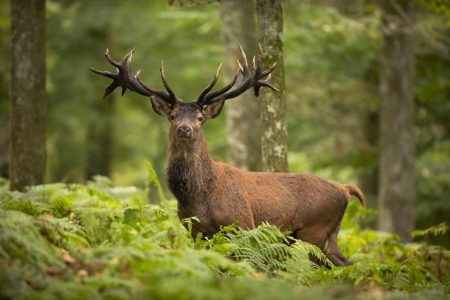 Rotwild - Hotel Nordmann