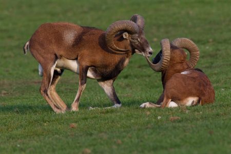 Jagd & Wildpark NORDMANN